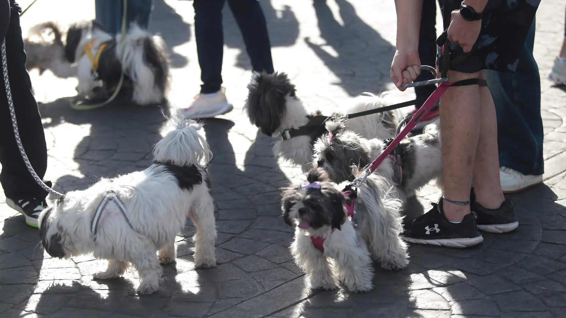 Más de cien perros raza shih tzu se reunieron en la Minerva  (4)